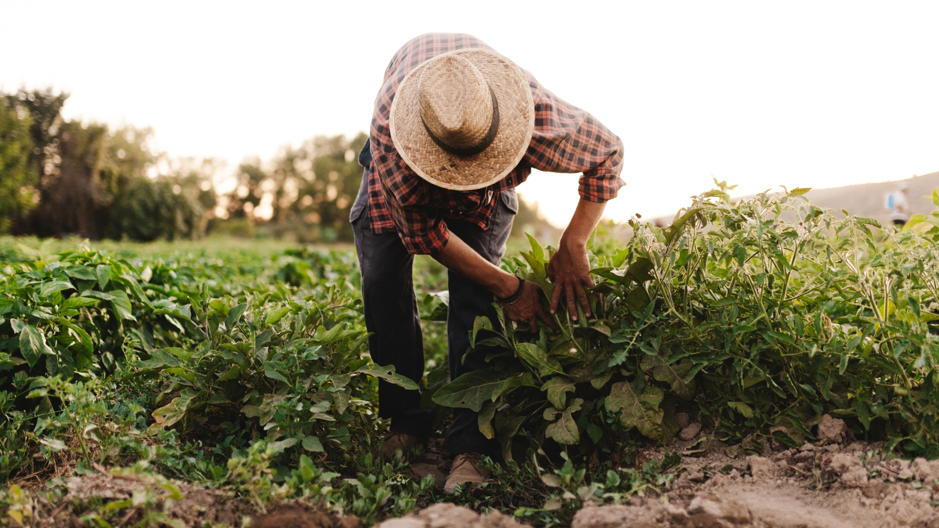AGMOAM - Agence de gestion de la main d'œuvre agricole marocaine AGMOAM
