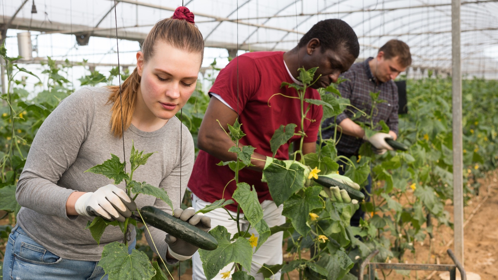 Votre main-d’œuvre agricole qualifiée, clé en main - AGMOAM AGMOAM